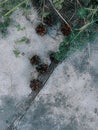 Vertical closeup shot of pinecones on the ground