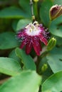 Vertical closeup shot of a pink Bluecrown Passionflower surrounded by green leaves