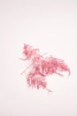 Vertical closeup shot of pink decorative feathers isolated on a white background Royalty Free Stock Photo