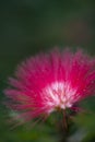 Vertical closeup shot of a pink flower covered with dewdrops on a blurred background Royalty Free Stock Photo