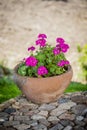 Vertical closeup shot of pink geranium flowers in a clay pot Royalty Free Stock Photo