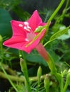 Vertical closeup shot of pink Ipomoea quamoclit flower Royalty Free Stock Photo