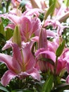 Vertical closeup shot of pink Lilium flowers
