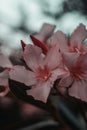 Vertical closeup shot of pink Oleanders