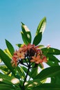 Vertical closeup shot of pink oleanders under the sunlight with a clear blue sky on the background Royalty Free Stock Photo