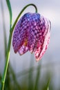 Vertical closeup shot of a pink patterned tulip with greenery on the background Royalty Free Stock Photo