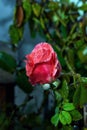Vertical closeup shot of a pink rose covered with dewdrops on a blurred background Royalty Free Stock Photo