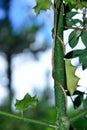 Vertical closeup shot of a plant stem with leaves Royalty Free Stock Photo