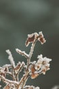 Vertical closeup shot of plants with frost