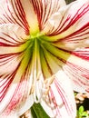 Vertical closeup shot of the pollens and white and red petals of an orchid flower Royalty Free Stock Photo