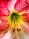 Vertical closeup shot of the pollens and white and red petals of an orchid flower Royalty Free Stock Photo