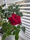 Vertical closeup shot of a potted bright red rose flower