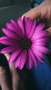 Vertical closeup shot of a purple African daisy in a man's hand Royalty Free Stock Photo