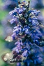 Vertical closeup shot of purple bugleweed flowers