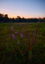 Vertical closeup shot of purple flowers in a green fiels against the orange sky at sunset