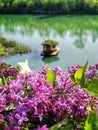 Vertical closeup shot of purple lilacs (Syringa) against the little house in the lake in Bulgaria