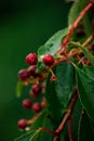 Vertical closeup shot of red berries and green leaves covered in dewdrops Royalty Free Stock Photo