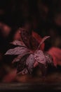 Vertical closeup shot of red leaves in the middle of the forest Royalty Free Stock Photo