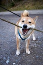Vertical closeup shot of a red Shiba Inu dog holding a stick Royalty Free Stock Photo