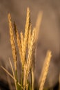 Vertical closeup shot of ripe golden wheat ears Royalty Free Stock Photo