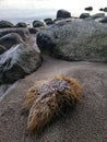 Vertical closeup shot of rock formations on the beach in Stavern, Norway Royalty Free Stock Photo