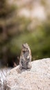 Vertical closeup shot of a rock squirrel (Otospermophilus variegatus) standing on a stone Royalty Free Stock Photo