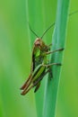 Vertical closeup shot of a Roesel's bush-cricket on a grass blade