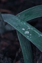 Vertical closeup shot of round water droplets on a green plant Royalty Free Stock Photo