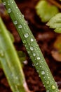 Vertical closeup shot of round water droplets on a green plant Royalty Free Stock Photo