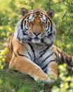 Vertical closeup shot of a Siberian tiger sitting on the green ground Royalty Free Stock Photo