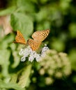 Silver-washed Fritillary Butterfly, On A White Yarrow Blossom, In The Garden