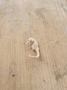 Vertical closeup shot of a skeleton of a Sea Horse on a wooden surface Royalty Free Stock Photo