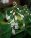 Vertical closeup shot of small Fragrant plantain lily flower with blur background Royalty Free Stock Photo