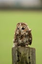 Vertical closeup shot of a small Tawny Owl bird perched on a wooden piece with a blur background