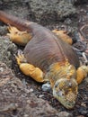 Vertical closeup shot of a southern alligator lizard