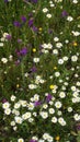 Vertical closeup shot of spring meadow with thousands of colorful spring flower