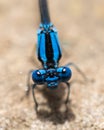 Vertical closeup shot of a springwater dancer insect on a blurred background