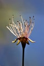 Vertical closeup shot of a stamen of a flower against blurred background Royalty Free Stock Photo