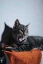 Vertical closeup shot of a striped yawning gray cat