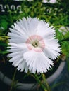 Vertical closeup shot of a sweet william flower covered with dewdrops Royalty Free Stock Photo