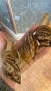 Vertical closeup shot of three snails with brown shells in the palm of a person