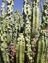 Vertical closeup shot of Totem pole cactus in Arizona