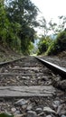 Vertical closeup shot of train tracks leading through large green plants Royalty Free Stock Photo