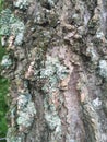 Vertical closeup shot of a tree trunk covered with moss and fungus Royalty Free Stock Photo