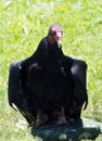 Vertical closeup shot of a turkey vulture with green grass in the background Royalty Free Stock Photo