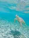 Vertical closeup shot of a turtle taken from underwater