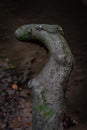 Vertical closeup shot of a twisted wood piece in a forest with blurred background during dark