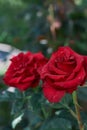Vertical closeup shot of two beautiful red roses in the garden Royalty Free Stock Photo