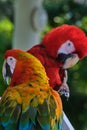 Vertical closeup shot of two exotic colorful macaw parrots on blurry green background. Royalty Free Stock Photo