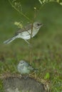 Vertical closeup shot of two flycatcher birds sitting on a small branch with blurred background Royalty Free Stock Photo